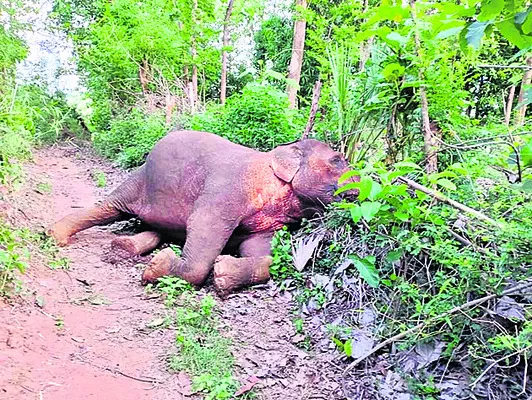 అంగుల్లో ఆడ ఏనుగు మృతి
