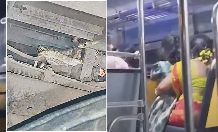 Snake Entered Into RTC Bus Gear Box