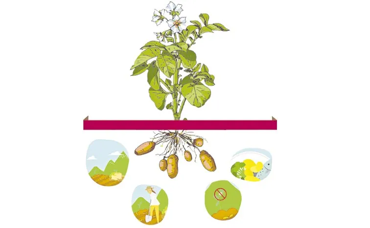 Sagubadi: global potato production was indeed approximately 375 million tons in 202210