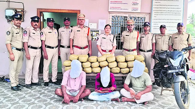 జీడితోటలో 80 కేజీల గంజాయి స్వాధీనం
