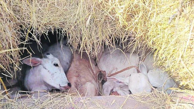 అక్రమంగా తరలిస్తున్న పశువుల పట్టివేత