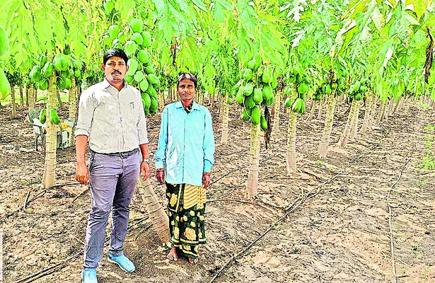ఉద్యాన సాగుకు రాయితీలు
