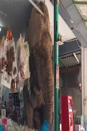 Wild Elephant Stomps into Grocery Store to Cause Chaos and Grabs Snacks6