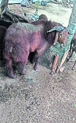 ● ధర 