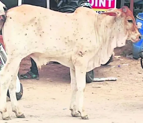 మళ్లీ ‘లంపీ స్కిన్‌’ కలకలం