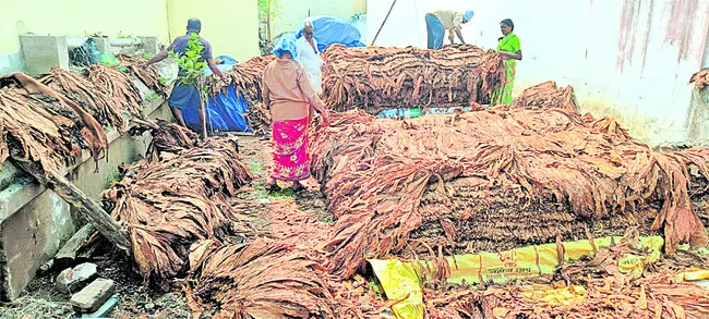 బర్లీపై బేఖాతర్‌ ! 