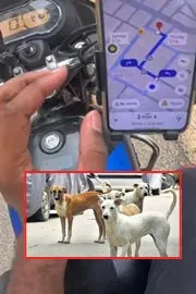 Woman books Ola bike ride for 180 meters to avoid stray dogs12