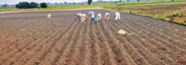 పసుపు సాగులో మెలకువలు