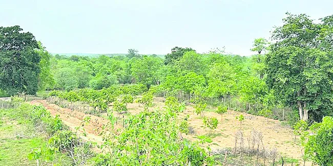 ● పలు ఓసీపీల విస్తరణకు ప్రతిపాదనలు ● టైగర్‌ రిజర్వు కన్జర్వేషన్‌తో ప్రతిబంధకాలు