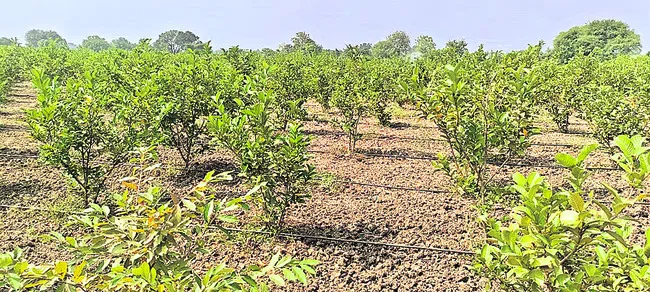 పండ్ల తోటల పెంపకంతో ‘ఉపాధి’