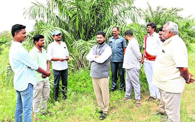 ఆయిల్‌ పామ్‌ సాగుతో స్థిరాదాయం