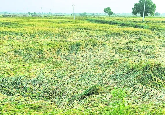 పంట న
