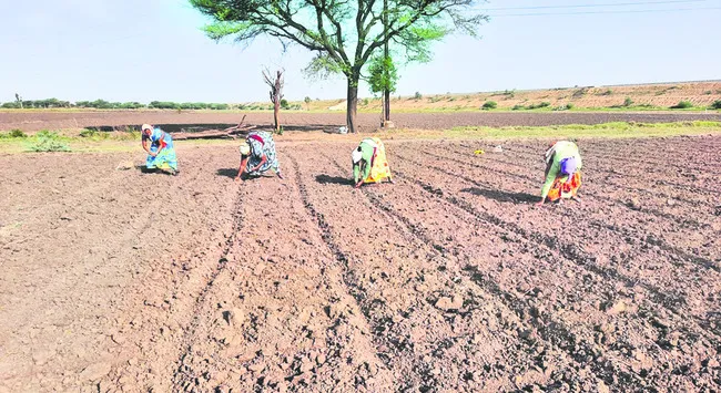 ముందస్తు పత్తి విత్తు 