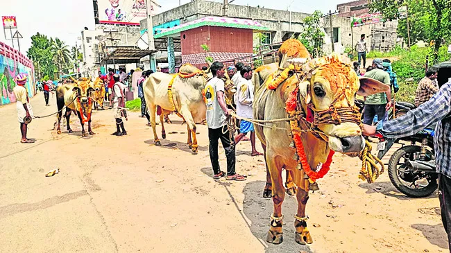 38 తోడపెద్దులకు అచ్చులు