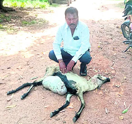 ఒబులాపూర్లో చిరుత సంచారం