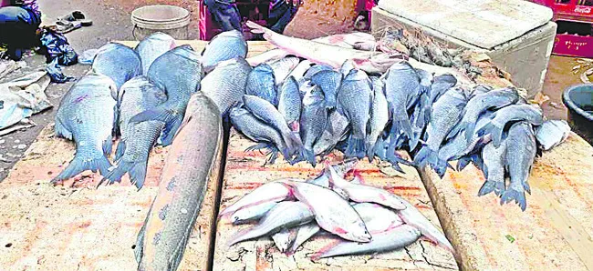 సింగూరు చేపకు గిరాకి