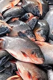 roopchand fish price increase3