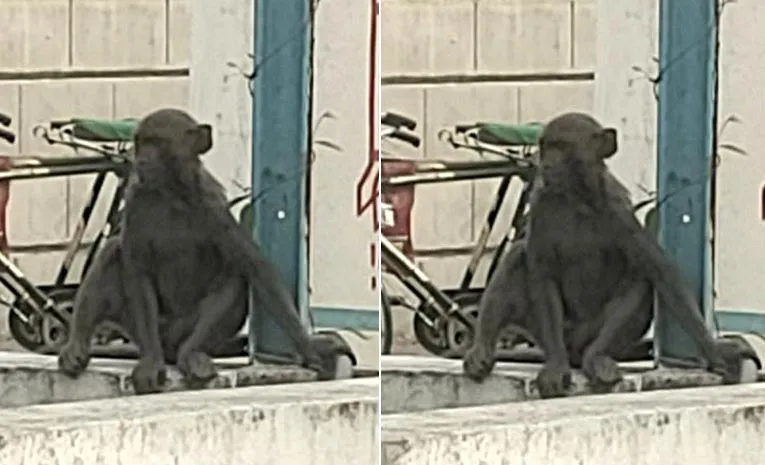 black Monkeys In nalgonda