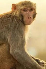 Monkey Steals Jewellery Bag Worth Rs 20 Lakh In Uttar Pradesh3