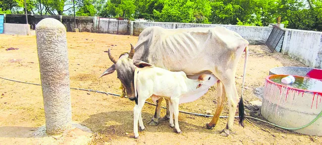 డొక్క