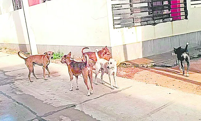 బాబోయ్.. భౌభౌలు