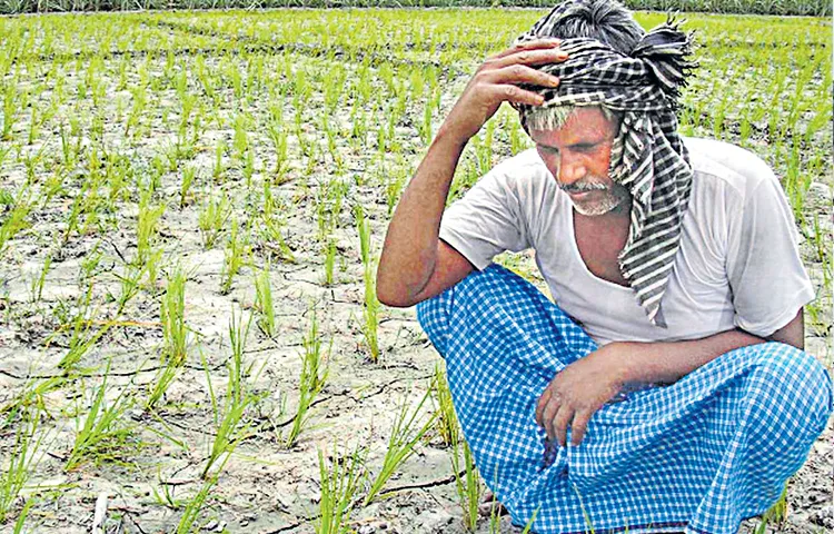 Farmer service centers reduced by half