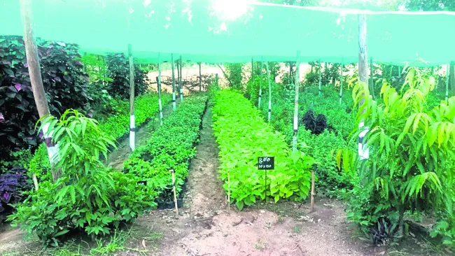 వనమహోత్సవానికి సర్వం సిద్ధం 