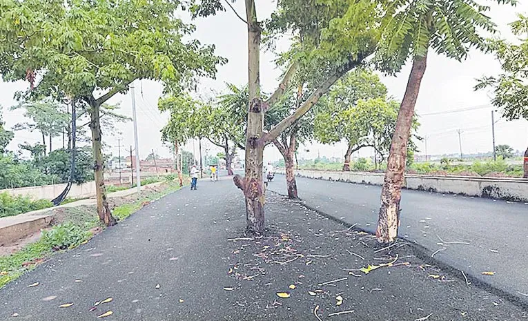 Rs 100 crore highway project leaves trees standing tall in middle of road