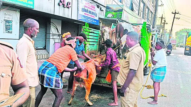 రోడ్డులో సంచరిస్తున్న పశువుల పట్టివేత 