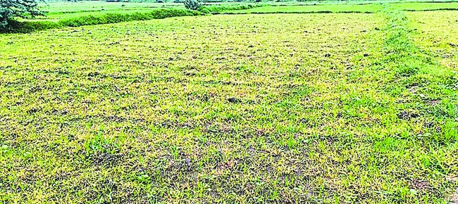 విచ్చలవిడిగా గడ్డిమందు! 