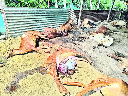 గొర్రెల షెడ్డుపై తెగిపడిన విద్యుత్ తీగ..