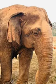 Elephant Vatsala A Century Of Grace Ends In Panna Tiger Reserve4