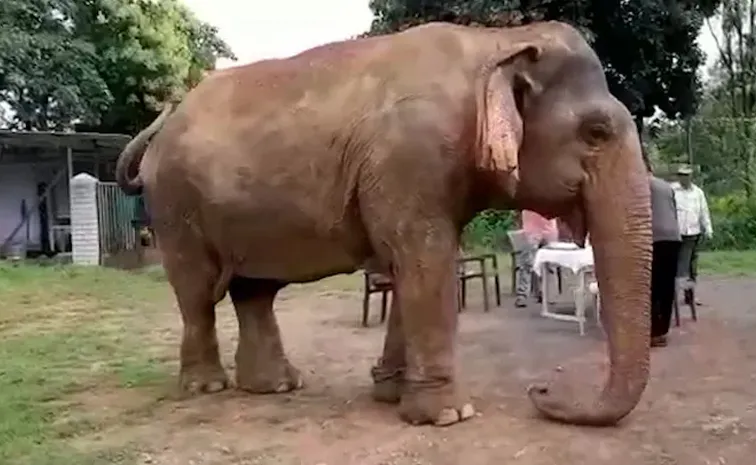 Elephant Vatsala A Century Of Grace Ends In Panna Tiger Reserve