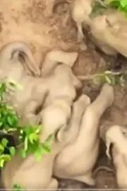 Chhattisgarh: Forest Department drone captured a herd of elephants playing with mud6