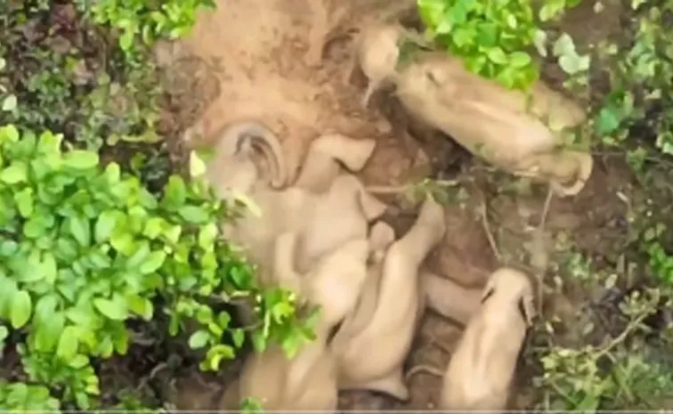 Chhattisgarh: Forest Department drone captured a herd of elephants playing with mud3