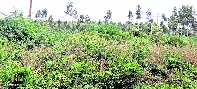 కేబిన