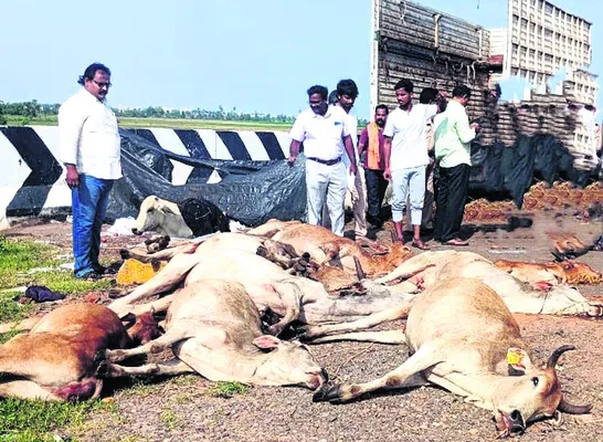 కంటైనర్ బోల్తా.. 14 ఆవుల మృతి