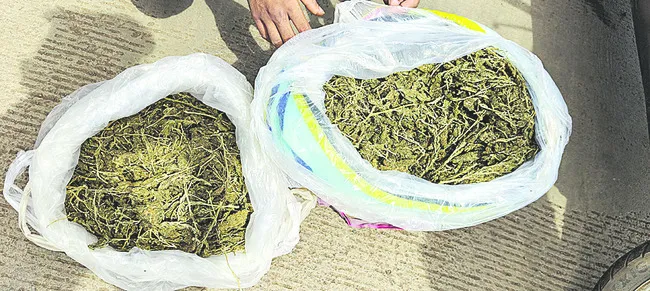 ఎండు గంజాయి స్వాధీనం
