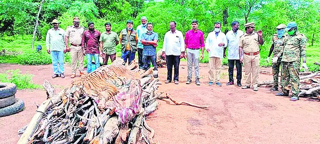 పులికి ఉచ్చు బిగుస్తోంది! 