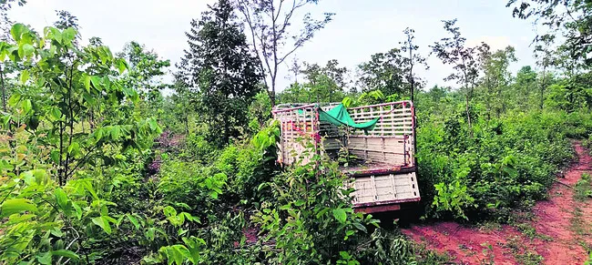జామాయిల్‌ మొక్కల చిగుర్లు చోరీ?