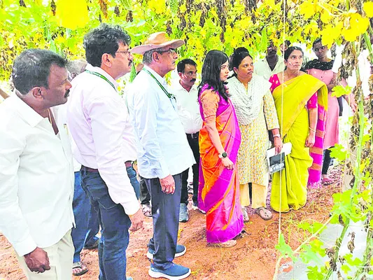పందిరి సాగు ఎంతో లాభదాయకం