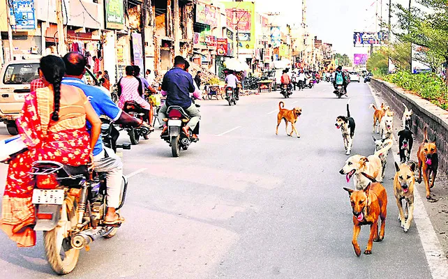 కుక్కల ఆపరేషన్ @ రూ.2.97 లక్షలు