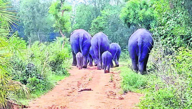 తోటపల్లి వెంకన్న హుండీల ఆదాయం రూ.5.17లక్షలు 