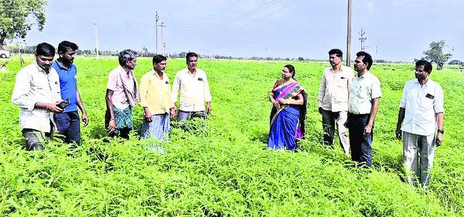 జీలుగతో భూసారం పెంపు