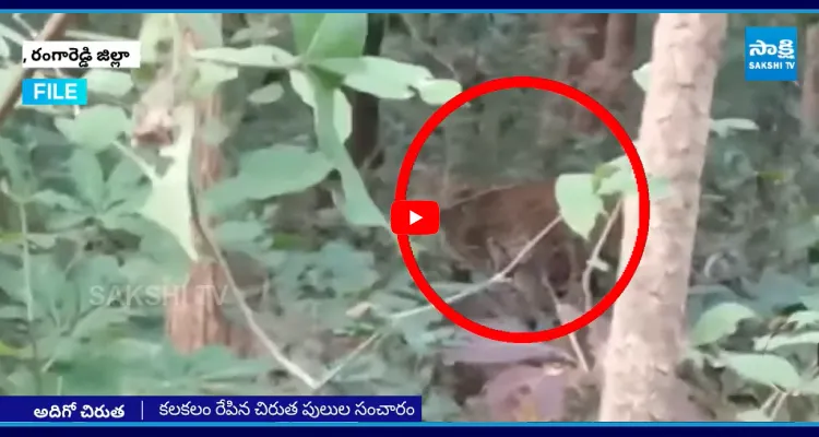 రంగారెడ్డి జిల్లాలో చిరుత సంచారం
