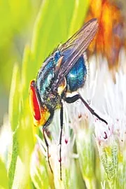 New World screwworm disease is an infestation cases in usa1