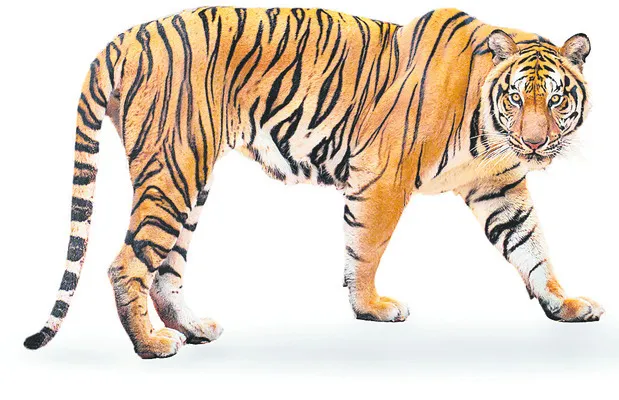 తాటిపల్లి అడవుల్లో పెద్దపులి సంచారం 