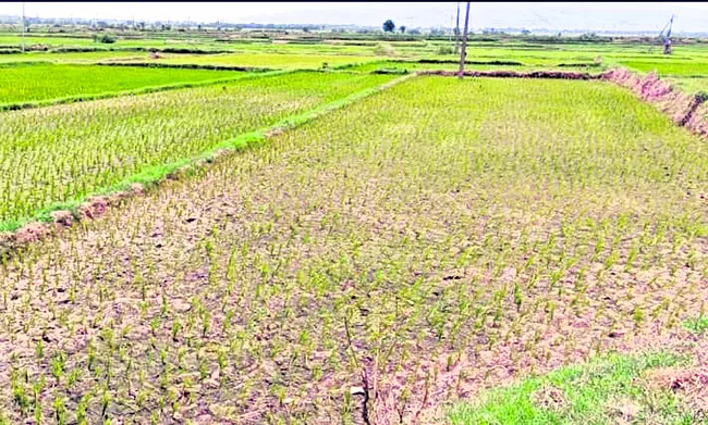 ఎండిపోతున్న వరి నారుమడులు