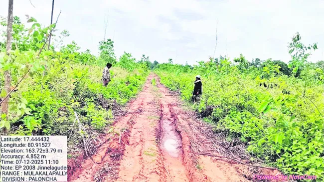 జామాయ