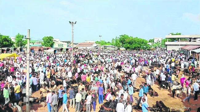 కిక్కిరిసిన మేకల సంత